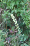 White goldenrod